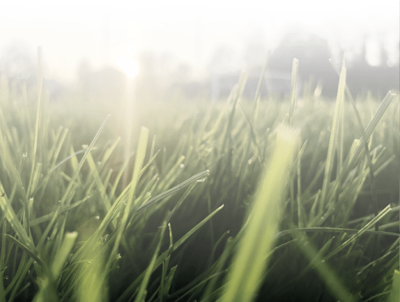 erba naturale per campo sportivo