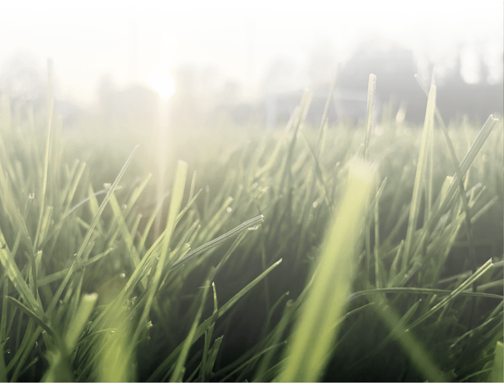 erba naturale per campo sportivo